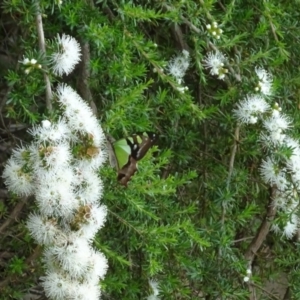 Graphium macleayanum at Acton, ACT - 19 Nov 2021 12:31 PM