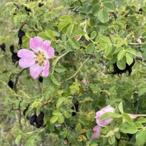 Rosa rubiginosa at Isaacs, ACT - 20 Nov 2021