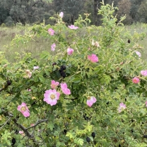 Rosa rubiginosa at Isaacs, ACT - 20 Nov 2021