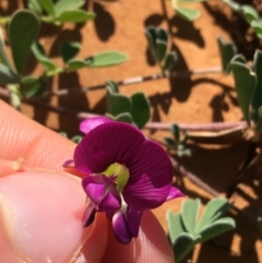 Swainsona oligophylla at Sturt National Park - 4 Jul 2021 by NedJohnston