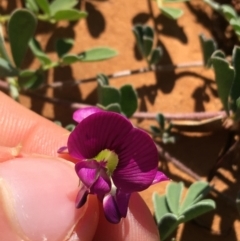 Unidentified Pea (TBC) at Tibooburra, NSW - 4 Jul 2021 by Ned_Johnston