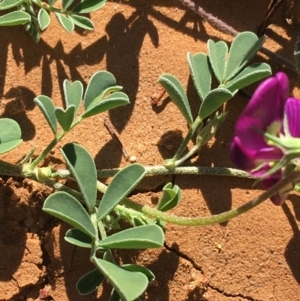 Swainsona oligophylla at Tibooburra, NSW - 4 Jul 2021