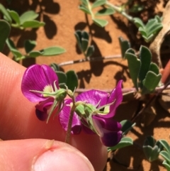 Swainsona oligophylla at Tibooburra, NSW - 4 Jul 2021