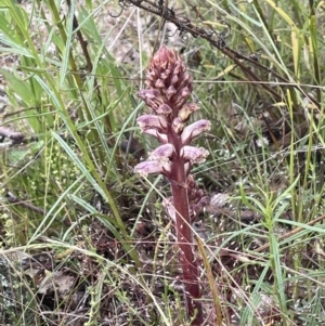 Orobanche minor at Isaacs, ACT - 20 Nov 2021