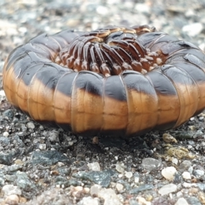 Gigantowales chisholmi at Forde, ACT - 21 Nov 2021 05:56 PM