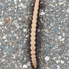 Gigantowales chisholmi at Forde, ACT - 21 Nov 2021 05:56 PM