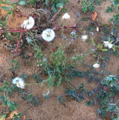 Unidentified Daisy at Tibooburra, NSW - 4 Jul 2021 by NedJohnston