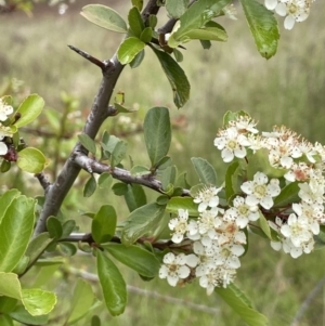 Pyracantha sp. at O'Malley, ACT - 20 Nov 2021