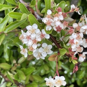 Pyracantha sp. at O'Malley, ACT - 20 Nov 2021 03:08 PM