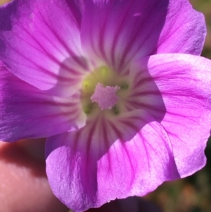 Malva weinmanniana at Sturt National Park - 4 Jul 2021