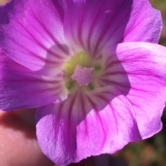 Unidentified Other Wildflower or Herb (TBC) at Tibooburra, NSW - 4 Jul 2021 by Ned_Johnston
