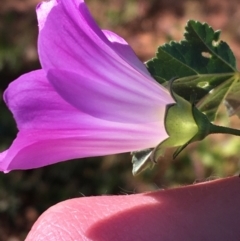 Malva weinmanniana at Sturt National Park - 4 Jul 2021