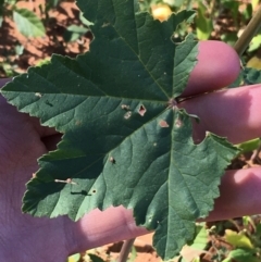 Malva weinmanniana at Sturt National Park - 4 Jul 2021