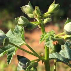 Malva weinmanniana at Sturt National Park - 4 Jul 2021