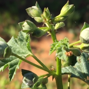 Malva weinmanniana at Sturt National Park - 4 Jul 2021