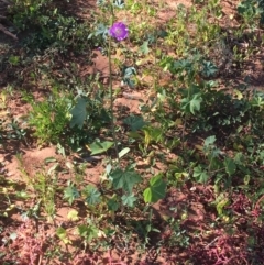 Malva weinmanniana at Sturt National Park - 4 Jul 2021