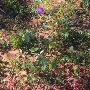 Malva weinmanniana at Sturt National Park - 4 Jul 2021