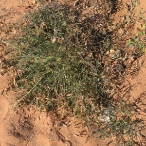 Swainsona sp. at Tibooburra, NSW - 4 Jul 2021