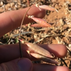 Swainsona sp. at Tibooburra, NSW - 4 Jul 2021