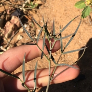 Swainsona sp. at Tibooburra, NSW - 4 Jul 2021