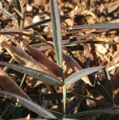 Swainsona sp. at Tibooburra, NSW - 4 Jul 2021 11:12 AM