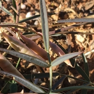 Swainsona sp. at Tibooburra, NSW - 4 Jul 2021