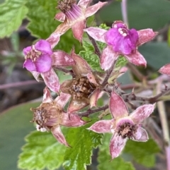 Rubus parvifolius (Native Raspberry) at Isaacs Ridge - 20 Nov 2021 by JaneR