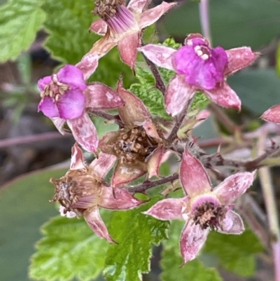 Rubus parvifolius (Native Raspberry) at Isaacs Ridge and Nearby - 20 Nov 2021 by JaneR