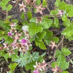 Rubus parvifolius at Isaacs, ACT - 20 Nov 2021