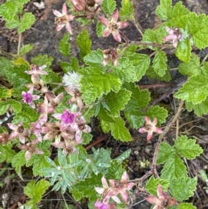 Rubus parvifolius at Isaacs, ACT - 20 Nov 2021 03:51 PM