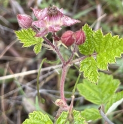 Rubus parvifolius at Isaacs, ACT - 20 Nov 2021 03:51 PM