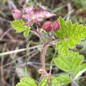 Rubus parvifolius at Isaacs, ACT - 20 Nov 2021