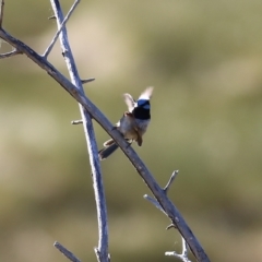 Malurus cyaneus (Superb Fairywren) at Wodonga, VIC - 21 Nov 2021 by KylieWaldon