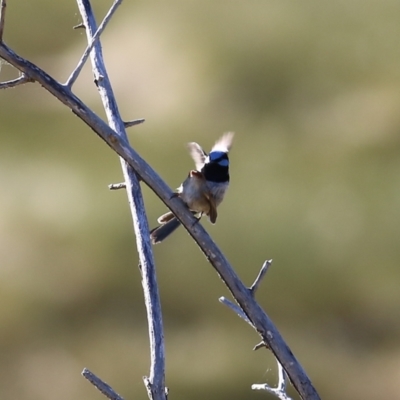 Malurus cyaneus (Superb Fairywren) at Wodonga - 21 Nov 2021 by KylieWaldon