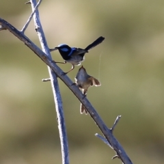 Malurus cyaneus at Wodonga, VIC - 21 Nov 2021 04:38 PM