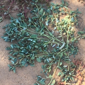 Zaleya galericulata at Tibooburra, NSW - 4 Jul 2021 11:14 AM