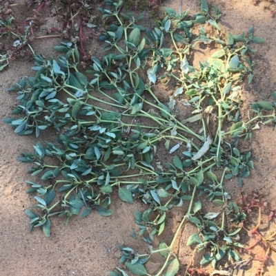 Unidentified Plant at Sturt National Park - 4 Jul 2021 by Ned_Johnston