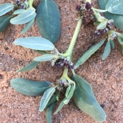 Zaleya galericulata at Tibooburra, NSW - 4 Jul 2021