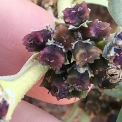 Zaleya galericulata at Tibooburra, NSW - 4 Jul 2021