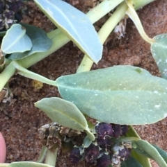 Zaleya galericulata at Tibooburra, NSW - 4 Jul 2021