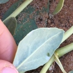 Zaleya galericulata at Tibooburra, NSW - 4 Jul 2021 11:14 AM