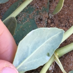 Zaleya galericulata at Tibooburra, NSW - 4 Jul 2021