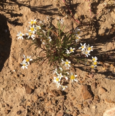 Unverified Daisy at Tibooburra, NSW - 4 Jul 2021 by NedJohnston