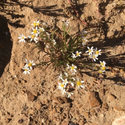 Unidentified Daisy at Tibooburra, NSW - 4 Jul 2021 by NedJohnston