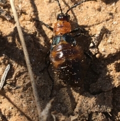 Unidentified Insect at Tibooburra, NSW - 4 Jul 2021 by Ned_Johnston