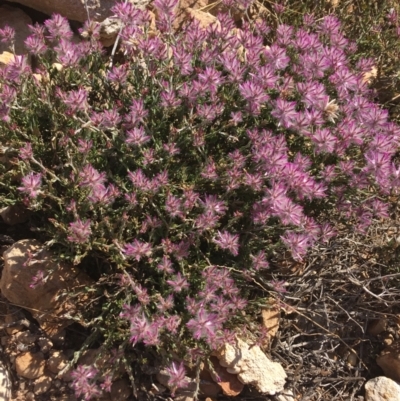 Ptilotus remotiflorus  at Sturt National Park - 4 Jul 2021 by NedJohnston