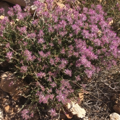 Ptilotus remotiflorus  at Sturt National Park - 4 Jul 2021 by Ned_Johnston