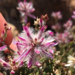 Ptilotus remotiflorus  at suppressed - 4 Jul 2021