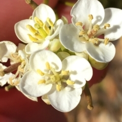 Arabidella trisecta (Shrubby Cress) at Tibooburra, NSW - 4 Jul 2021 by NedJohnston