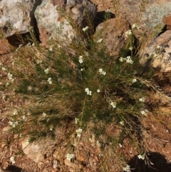 Arabidella trisecta at Tibooburra, NSW - 4 Jul 2021 12:37 PM